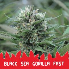 Black Sea Gorilla Fast, Фасовка: 10